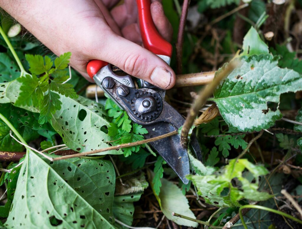 A gardener using red-handled secateurs to prune overgrown plants, ensuring healthy garden maintenance and plant care.