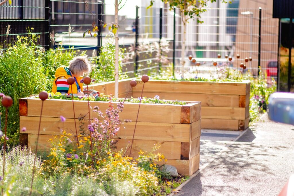 wooden raised planter built from softwood sleepers surrounded by lush planting and birch tree