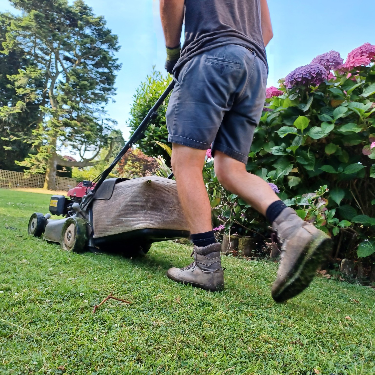 Close-up of a gardener cutting grass with a lawn mower, with a pink hydrangea bush visible in the background. Garden maintenance in Plymouth.