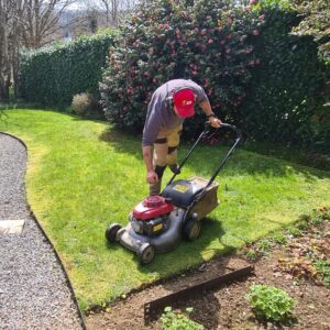 Gardener operating a lawn mower in a small garden with a weeded border, curved gravel path, and a flowering Camellia bush in the background hedge.