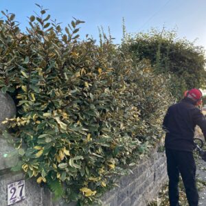 A gardener trimming hedge to create a neat, well-defined front garden boundary.