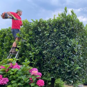 Staff member trimming hedge to reduce its height and cut back the front, with a pink hydrangea featured in the foreground.