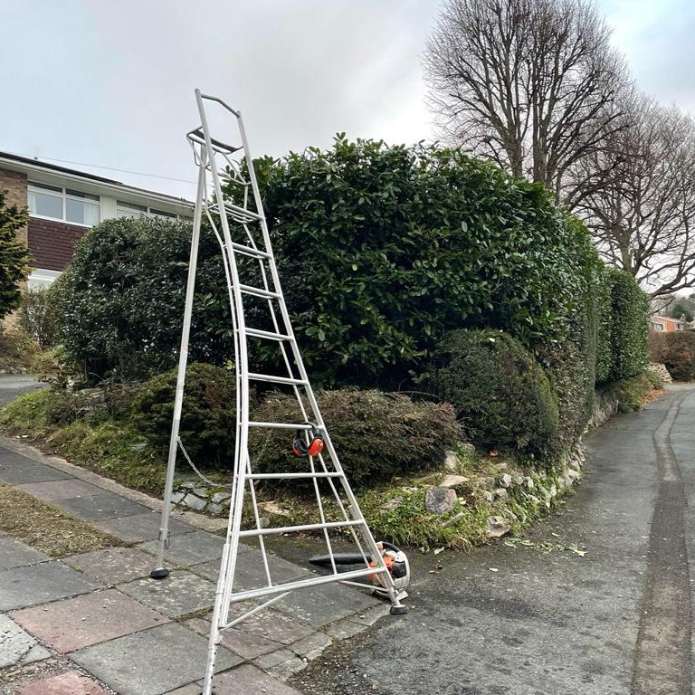 Henchman ladder positioned in front of a laurel hedge that has been trimmed to shape and reduced in height.