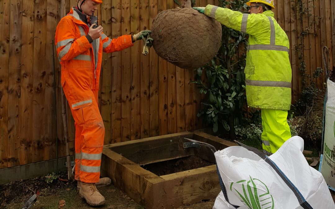 Gardeners using a crane to position a Red Robin tree, featuring a hessian-covered root ball and sleeper edging outlining the planting area.