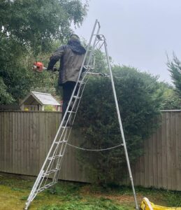 Waterlillie Clark Gardener trimming hedge from a ladder