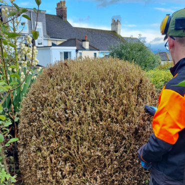 Hedge trimming Plymouth