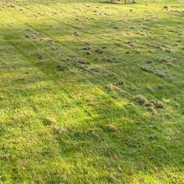 Scaified lawn