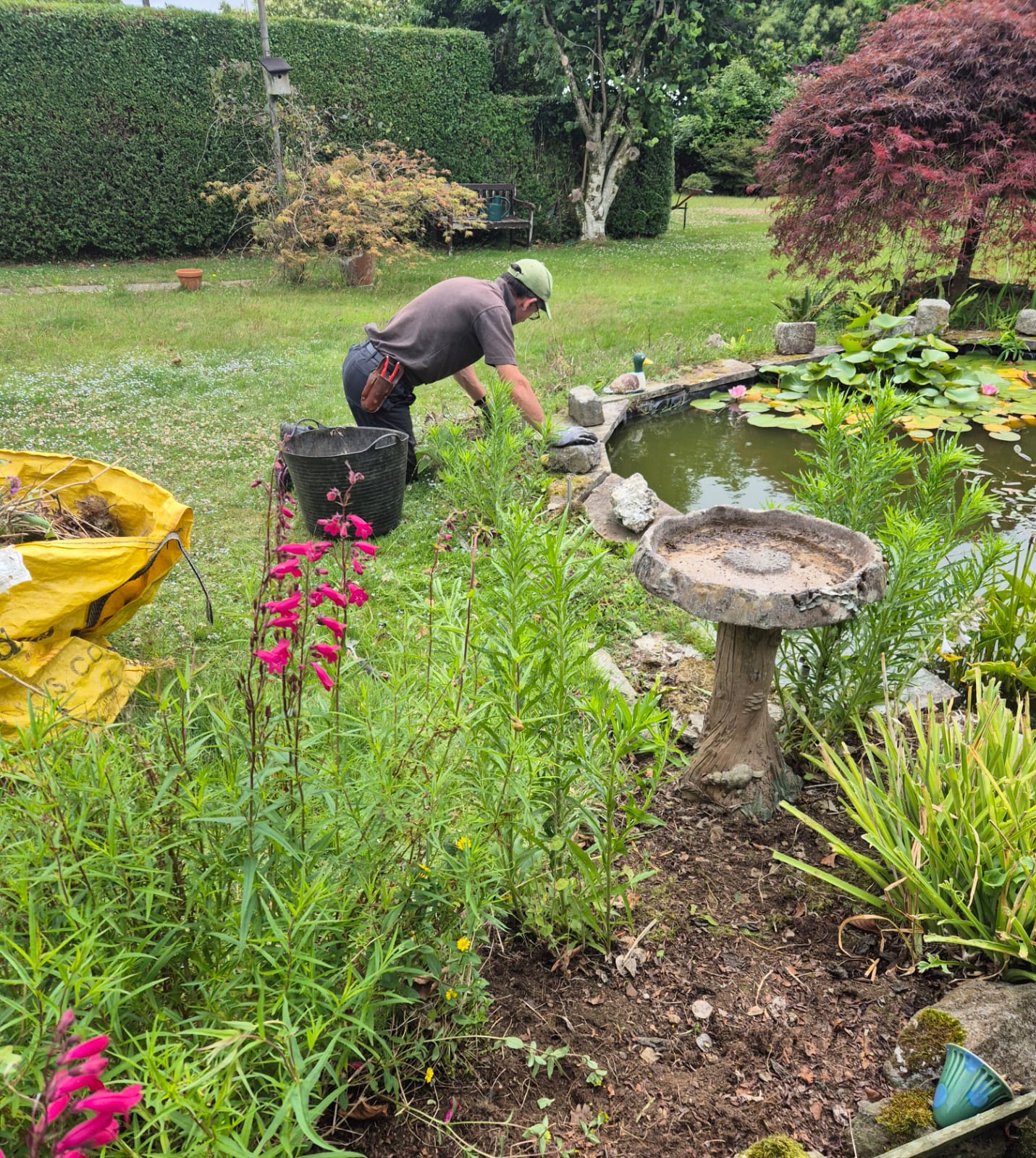 mark weeding a border next to a pond with bright pink flowers