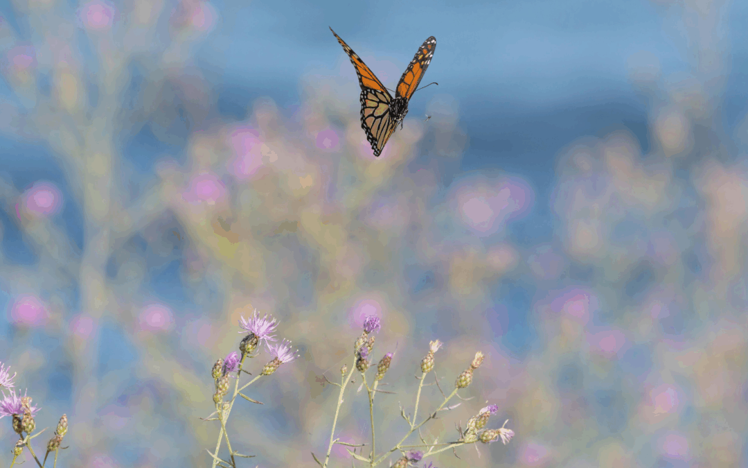 wildflower meadow