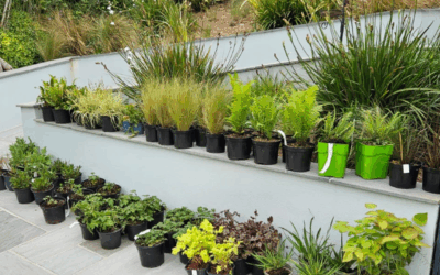 How We Approach Landscaping at Waterlillie Clark