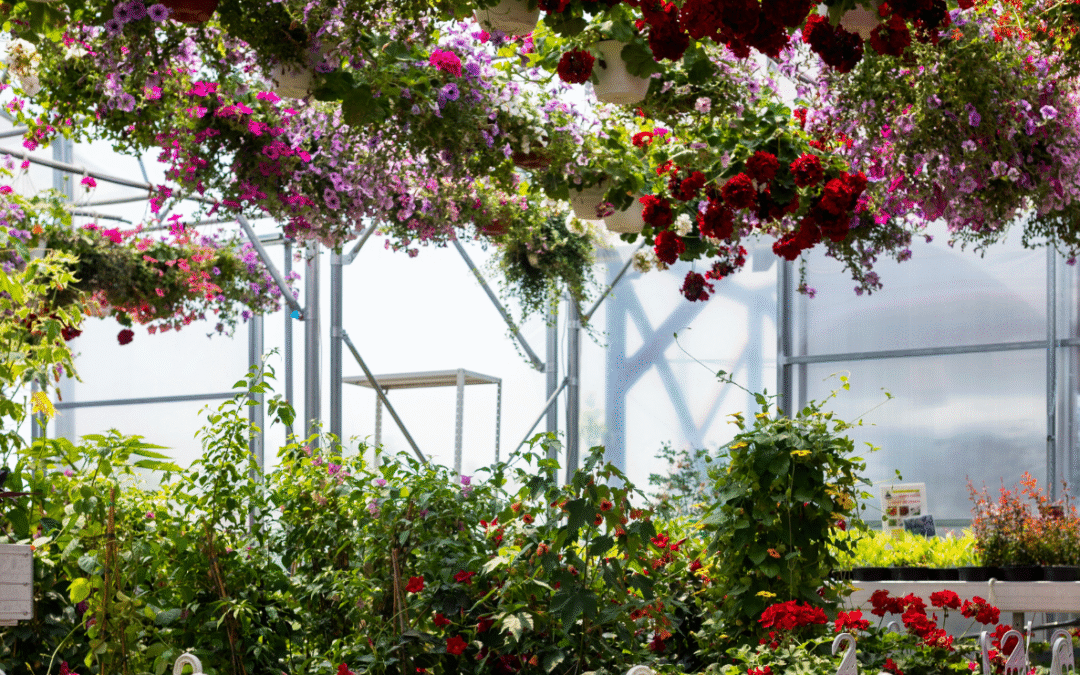 garden centre with flowers